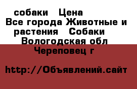 собаки › Цена ­ 2 500 - Все города Животные и растения » Собаки   . Вологодская обл.,Череповец г.